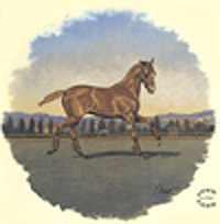 Horse - Le Polo